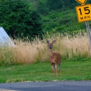 Deer on Alabama Roadway